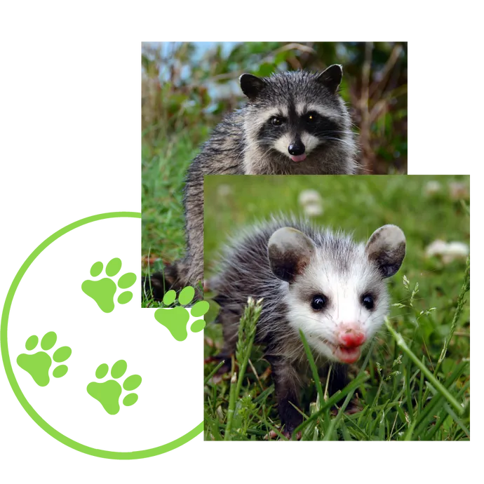 Racoon cub