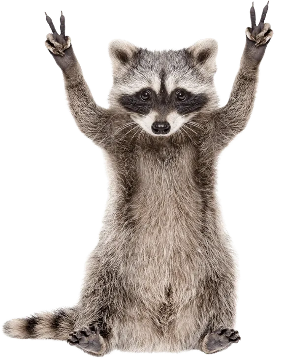 peace-hands_racoon
